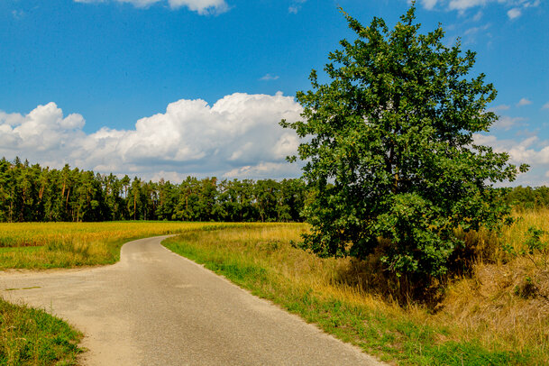 Thumbnail: _JA 40772 Eiche.jpg
